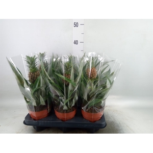Ananas  'Rosita'