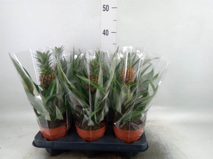 <h4>Ananas 'Rosita'</h4>