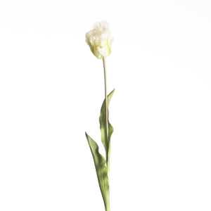 AF Tulip Parrot L60cm White
