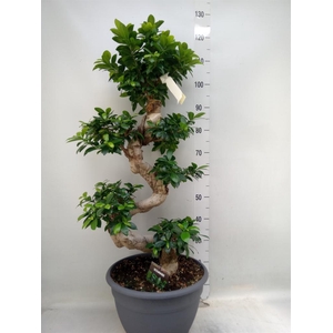 Ficus microcarpa 'Ginseng'