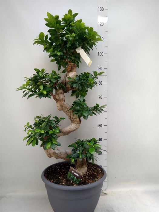<h4>Ficus microcarpa 'Ginseng'</h4>