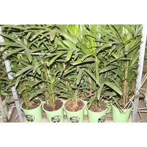 PALMEIRA RAPHIS P24