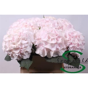 Hydr M Ch Sweet Verena Extra
