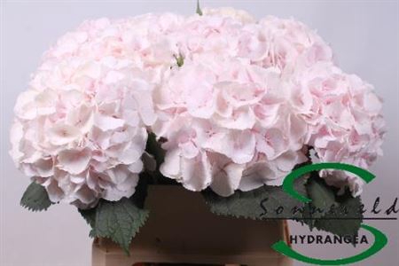 <h4>Hydr M Ch Sweet Verena Extra</h4>