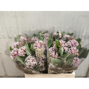 Asclepias Rosario