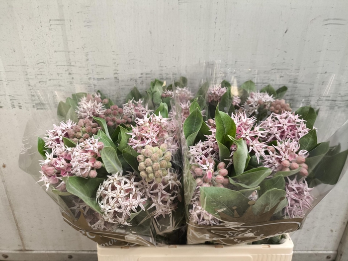 <h4>Asclepias Rosario</h4>