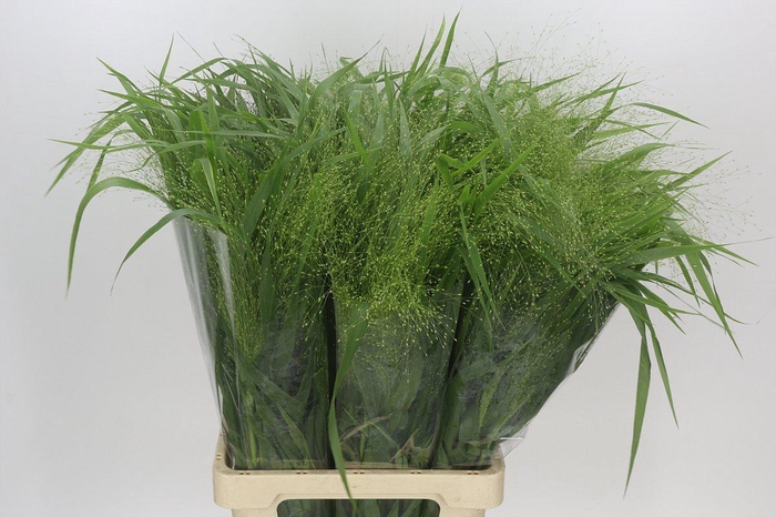 <h4>Panicum Fountain</h4>