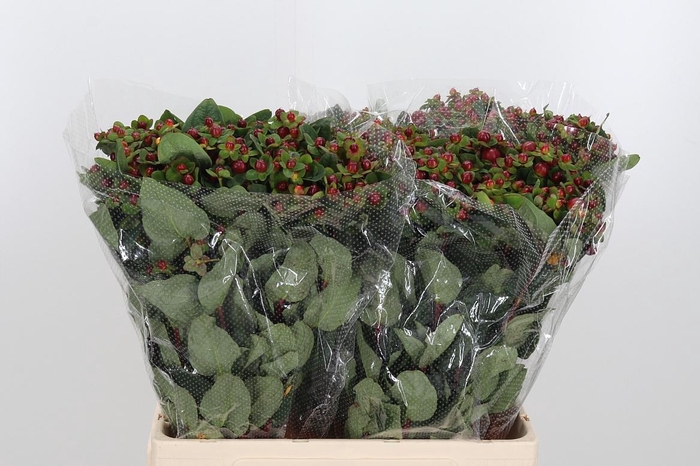 <h4>Hyp Mag Seasons</h4>