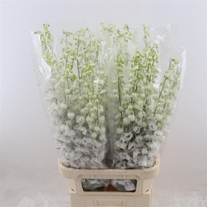 Delphinium Dewi Rocket