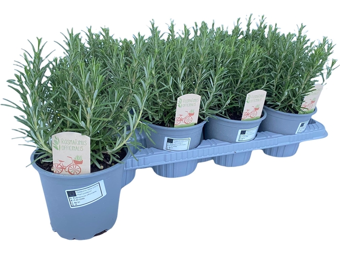 <h4>Rosmarinus off.</h4>
