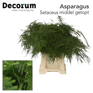 ASPARAGUS PLUMOSUS ASP SET MIDDEL G
