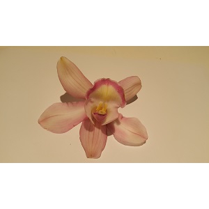 Cymbidium Light Pink 12/15 Bl pst