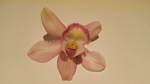 Cymbidium Light Pink 12/15 Bl pst