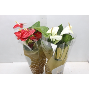 ANTHURIUM VARIADO P17