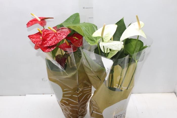 <h4>ANTHURIUM VARIADO P17</h4>