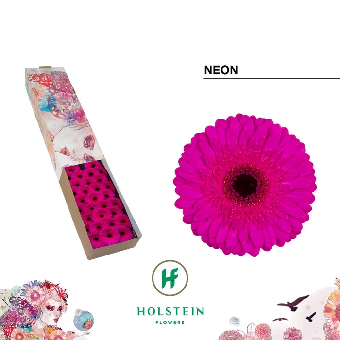<h4>Germini Neon Doos</h4>