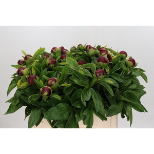 Paeonia Red Charm
