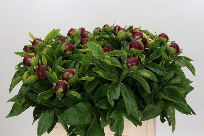 <h4>Paeonia Red Charm</h4>
