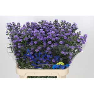 Aster Baby Blue