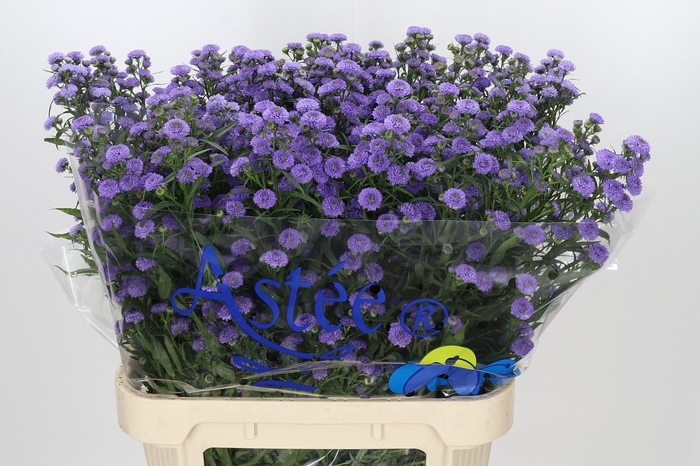 <h4>Aster Baby Blue</h4>