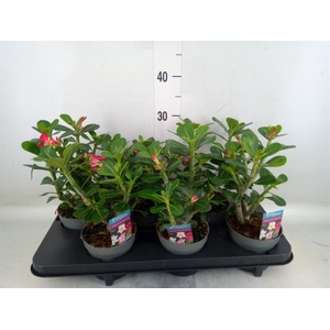 Adenium obesum