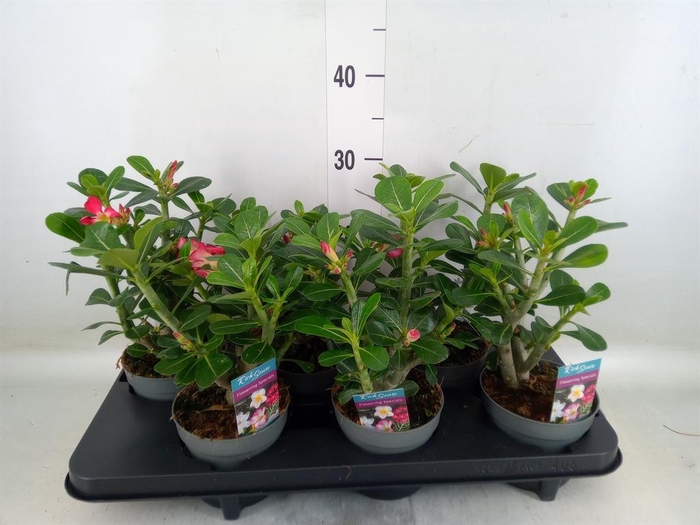 <h4>Adenium obesum</h4>