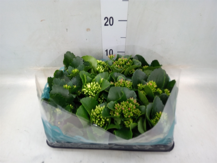 <h4>Kalanchoe blos.   ..</h4>