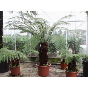 Dicksonia antarctica