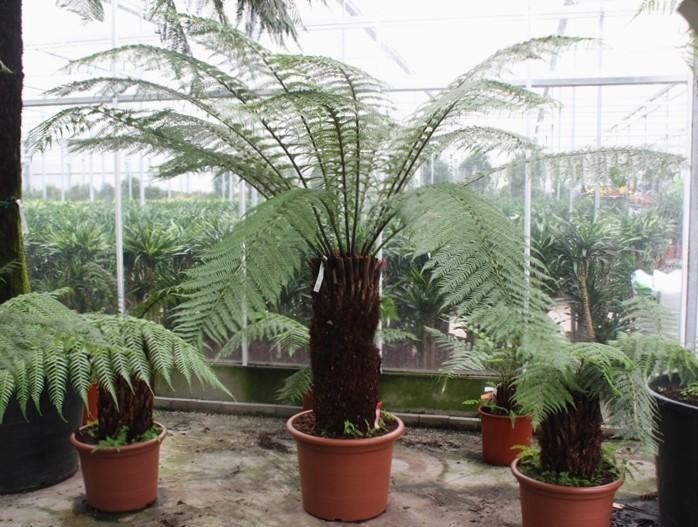 <h4>Dicksonia antarctica</h4>