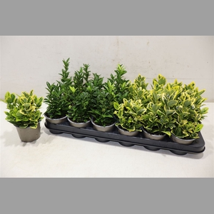 Euonymus Jap Gem