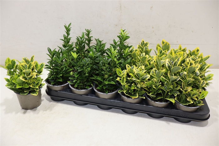 <h4>Euonymus Jap Gem</h4>