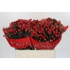 Hypericum True Romance