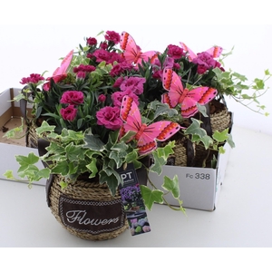 ARR TUINPLANTEN