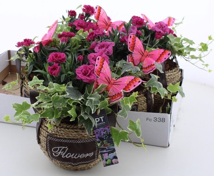 <h4>ARR TUINPLANTEN</h4>