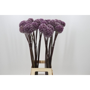 Allium Summer Drummer