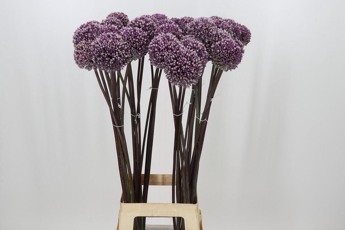 <h4>Allium Summer Drummer</h4>