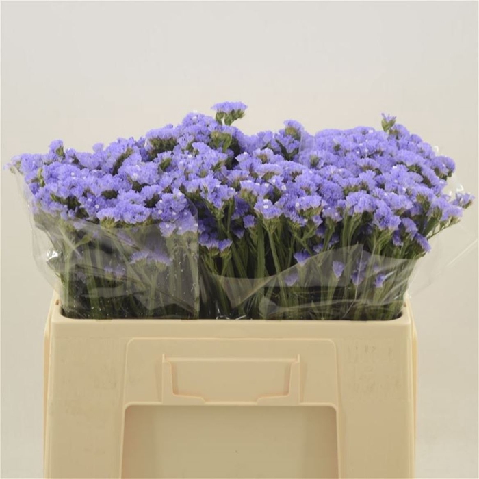 <h4>Statice Sky Wings</h4>