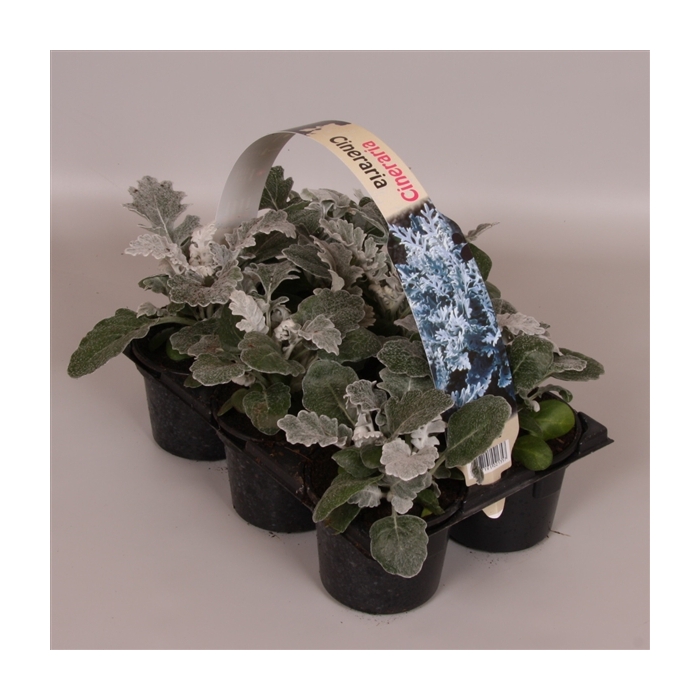 <h4>Senecio maritima 6p</h4>