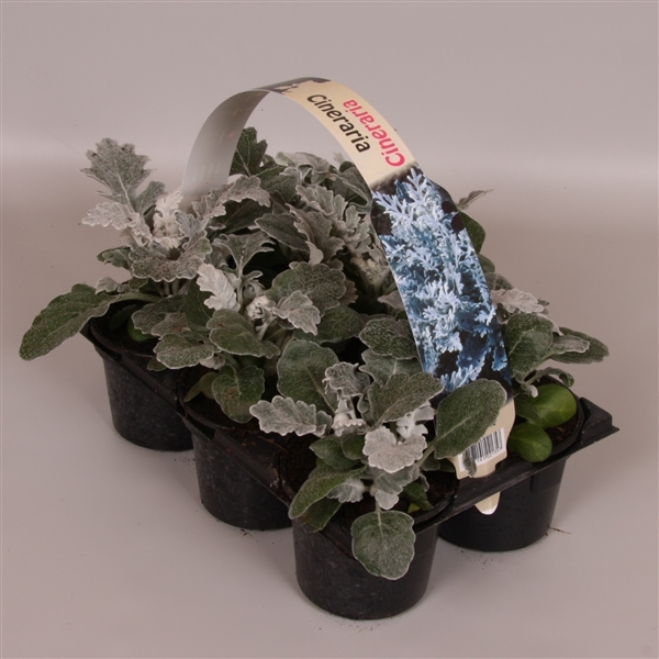 <h4>Senecio maritima 6p</h4>