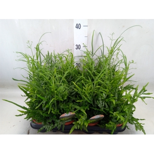 Pteris ensiformis