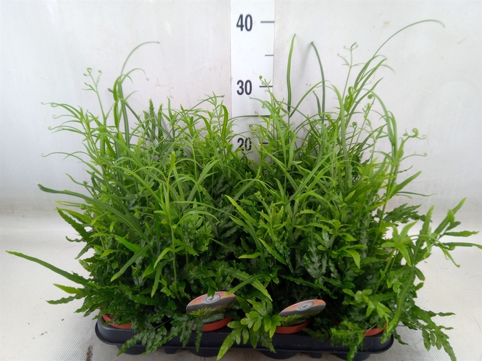 <h4>Pteris ensiformis</h4>