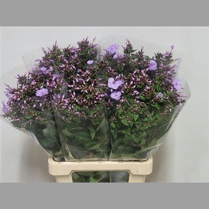 Phlox P Butterfly