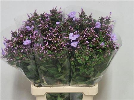 <h4>Phlox P Butterfly</h4>