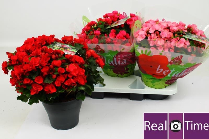 <h4>BEG EN BETULIA GEM</h4>