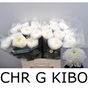 CHR G KIBO