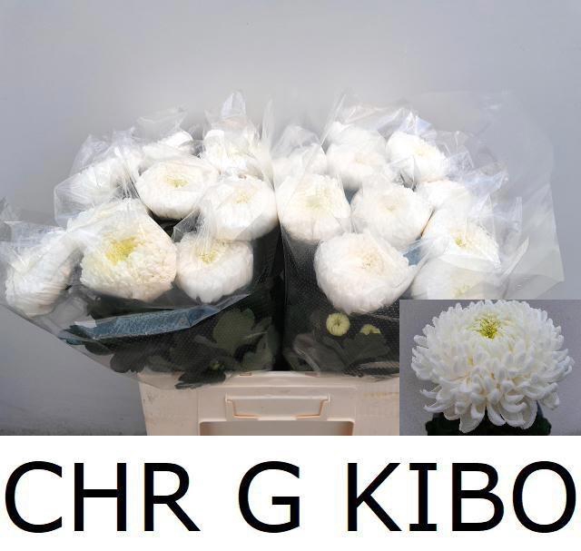<h4>CHR G KIBO</h4>