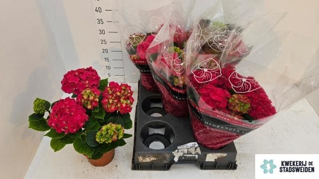 <h4>HYDR M GRUMPY</h4>