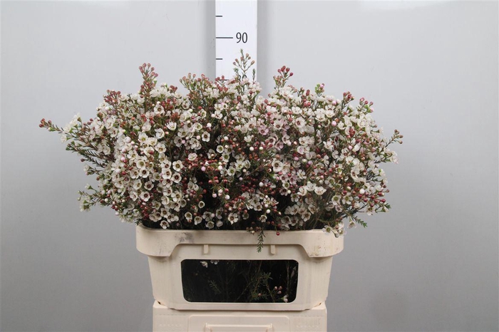 <h4>Chame Un Ella</h4>