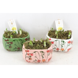 arr4 Narcis FL - Early springtime ovaal