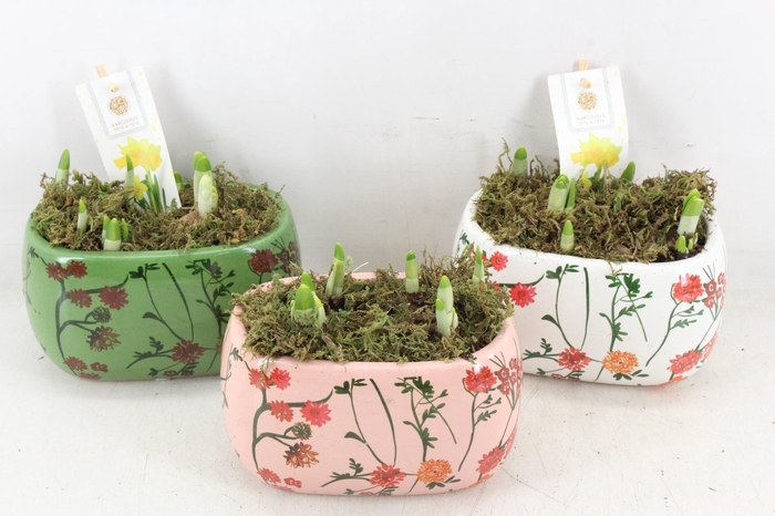 <h4>arr4 Narcis FL - Early springtime ovaal</h4>